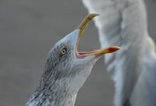 call behavior analysis regions