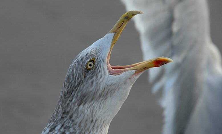 call behavior analysis regions