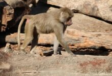 mobile call behavior analysis