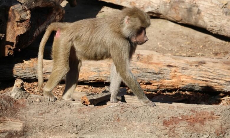 mobile call behavior analysis