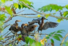 mobile call behavior analysis