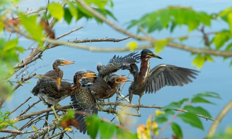 mobile call behavior trends