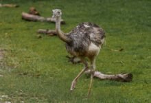 regional call data analysis