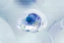 fraud hotline safety network